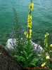 Verbascum densiflorum